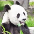 giant-panda-resized