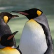 emperor-penguins